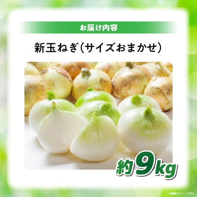 【2026年3月~5月発送】この時期にしか味わえない、みずみずしく甘み豊かな「新玉ねぎ」　約9kg