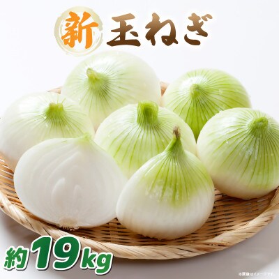 【2026年3月~5月発送】この時期にしか味わえない、みずみずしく甘み豊かな「新玉ねぎ」　約19kg