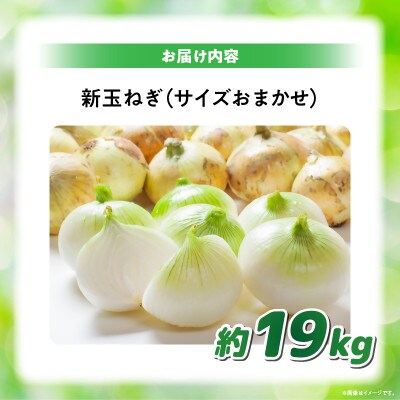 【2026年3月~5月発送】この時期にしか味わえない、みずみずしく甘み豊かな「新玉ねぎ」　約19kg