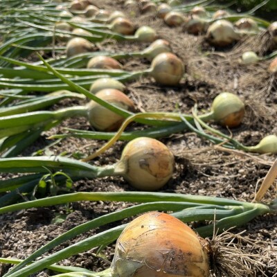 訳ありそのまんま玉ねぎ　約4.5kg