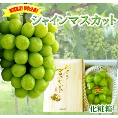 【8月31日(夏休み)までの期間限定!!】シャインマスカット　1房(約620g)化粧箱入り