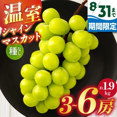 【8月31日(夏休み)までの期間限定企画!!】温室シャインマスカット　約1.9kg