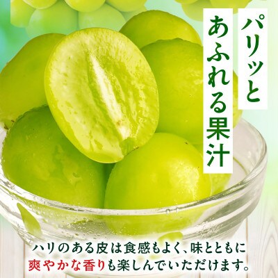 【8月31日(夏休み)までの期間限定企画!!】温室シャインマスカット　約1.9kg