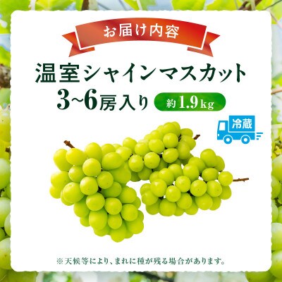 【8月31日(夏休み)までの期間限定企画!!】温室シャインマスカット　約1.9kg