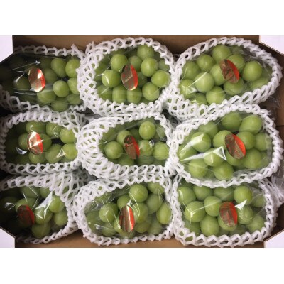 【8月31日(夏休み)までの期間限定企画!!】シャインマスカット　まんでがん　約4.9kg