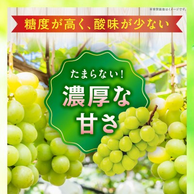 【8月31日(夏休み)までの期間限定企画!!】シャインマスカット　まんでがん　約4.9kg