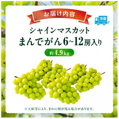 【8月31日(夏休み)までの期間限定企画!!】シャインマスカット　まんでがん　約4.9kg