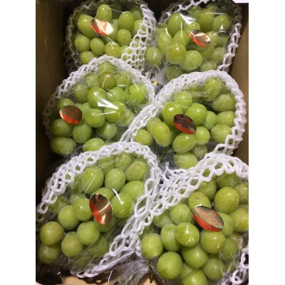 【8月31日(夏休み)までの期間限定企画!!】ご家庭用　シャインマスカット　まんでがん　約4.9kg