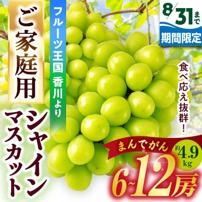 【8月31日(夏休み)までの期間限定企画!!】ご家庭用　シャインマスカット　まんでがん　約4.9kg