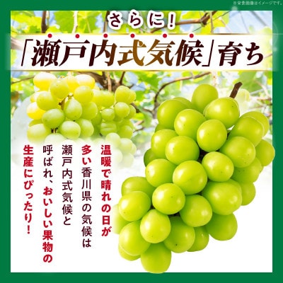 【8月31日(夏休み)までの期間限定企画!!】ご家庭用　シャインマスカット　まんでがん　約4.9kg