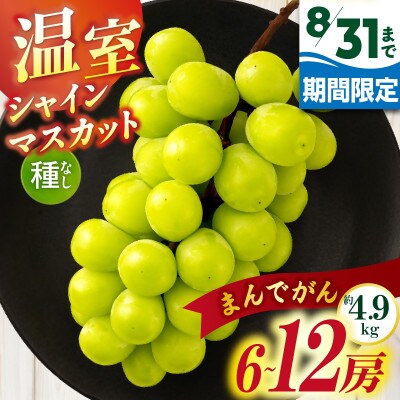 【8月31日(夏休み)までの期間限定企画!!】温室シャインマスカット　まんでがん　約4.9kg