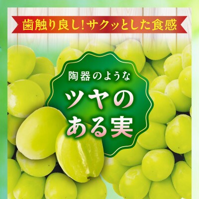 【8月31日(夏休み)までの期間限定企画!!】温室シャインマスカット　まんでがん　約4.9kg