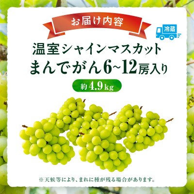 【8月31日(夏休み)までの期間限定企画!!】温室シャインマスカット　まんでがん　約4.9kg