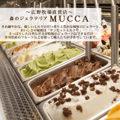 【2024年11月上旬発送】牧場直営ジェラテリア】MUCCAジェラート110mlカップ×12個セット