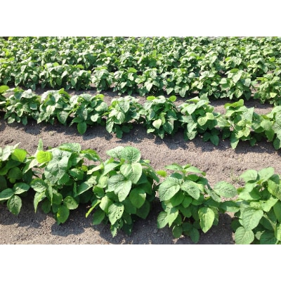 プチマルシェお野菜ボックス(M)　季節の野菜8～9種類　≪ IDOMALL セレクト≫