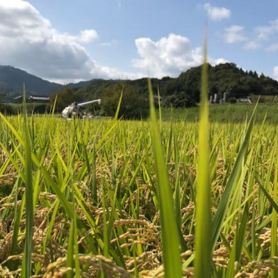 【令和6年産】香川県三木町産ひのひかり20kg　≪IDOMALLセレクト≫