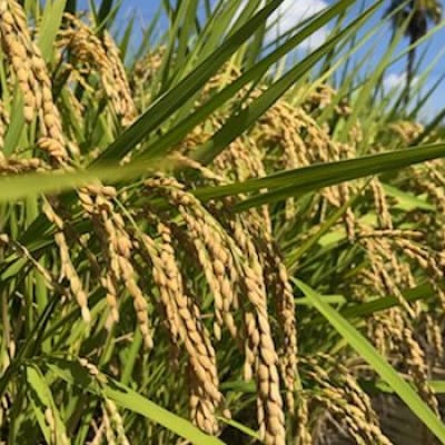 【令和6年産】香川県三木町産ひのひかり5kg　≪IDOMALLセレクト≫