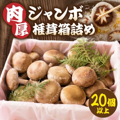 【大容量】肉厚ジャンボ椎茸箱詰め20個以上 約1kg