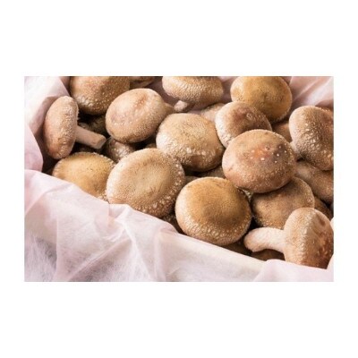 【大容量】肉厚ジャンボ椎茸箱詰め20個以上 約1kg