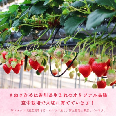 苺音ファームのおうちでいちご狩り気分セット ～さぬきひめ