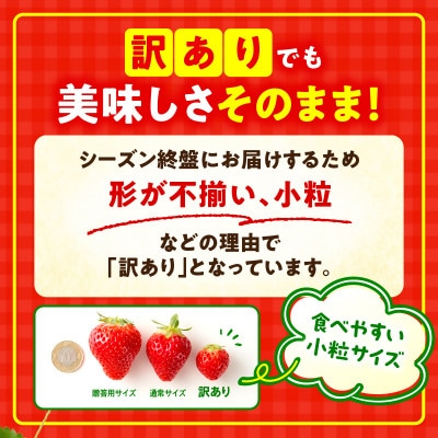 訳あり 苺音クラフト～加工用さぬきひめいちご約2kg【2027年5月配送】
