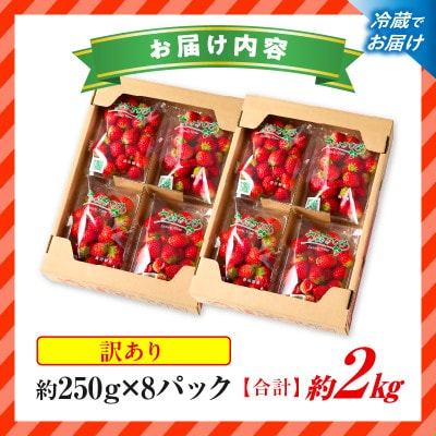 訳あり 苺音クラフト～加工用さぬきひめいちご約2kg【2027年5月配送】