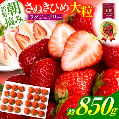 苺音ラグジュアリー～冬の大粒さぬきひめいちご～ 約850g【2027年1月〜2月順次発送】