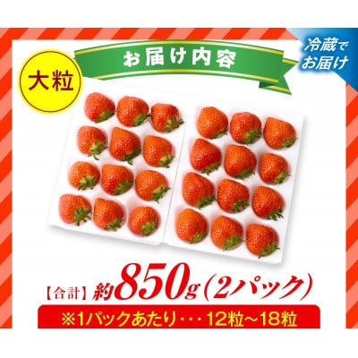 苺音ラグジュアリー～冬の大粒さぬきひめいちご～ 約850g【2027年1月〜2月順次発送】