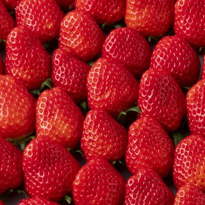 【先行受付・数量限定】あぐりぼんいちご「女峰」詰め合わせ(約1.4kg)