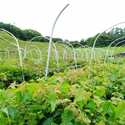 酵素が生きてる!ウマブドウ茶3袋セット(煮出し用・ティーバッグ90包・450g:野ぶどう茶)