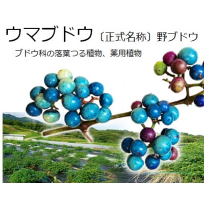 瞬冷凍☆ウマブドウ果実(野ぶどう)450g《3種のドリンクサンプル&レシピ&ウマブドウ茶付き》