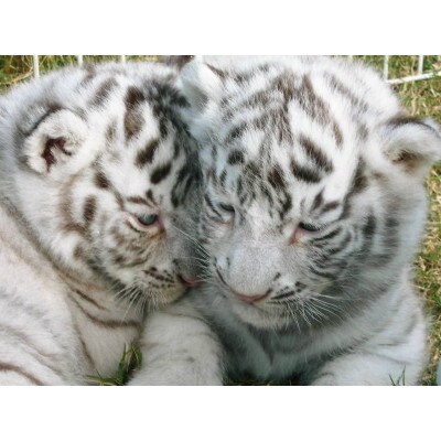 「瀬戸・たかまつネットワーク」香川県　(さぬき市・三木町・東かがわ市方面)　2日間