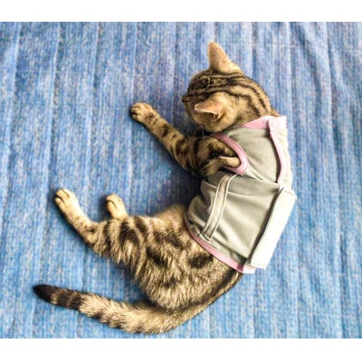 猫の介護服CARETECT(R)Mサイズ