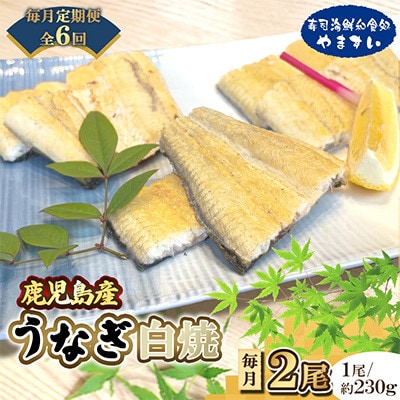 【毎月定期便】【寿司海鮮和食処 やますい】鹿児島産うなぎ白焼 2尾(合計約460g)全6回