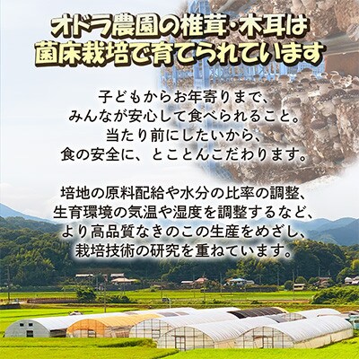 福岡県桂川町産　しいたけ素麺　1箱　10食分(50g×20束)