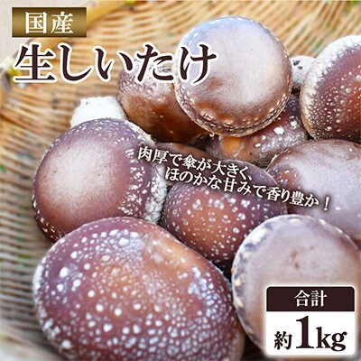 福岡県桂川町産　生しいたけ　約1kg(20～30枚程度)(桂川町)