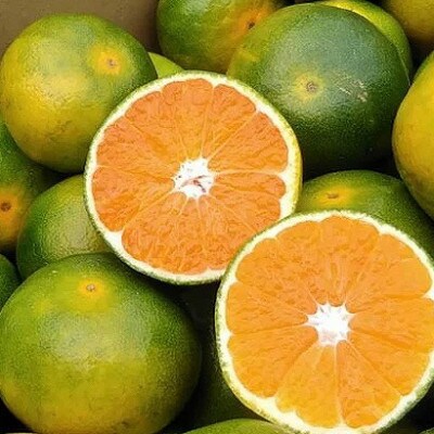 福岡産ブランドみかん・早味かん4kg(桂川町)
