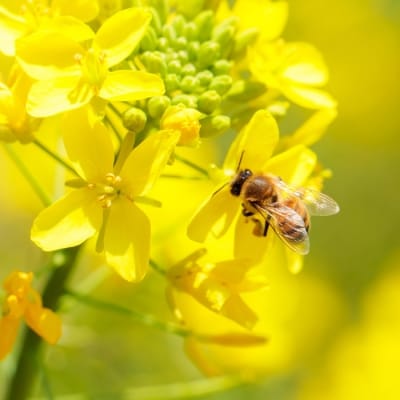 高原町産天然はちみつ(1.2kg)　TF269