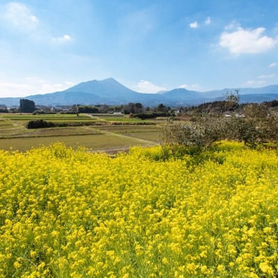 高原町産天然はちみつ(1.2kg)　TF269