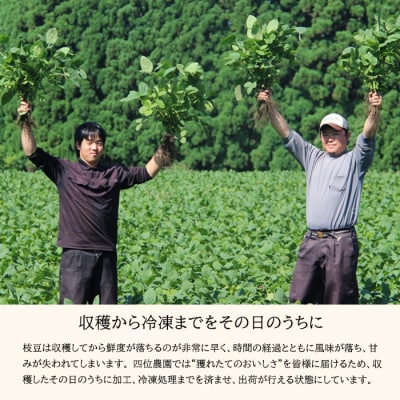 宮崎県産えだまめ3kg(500g×6袋)　TF296
