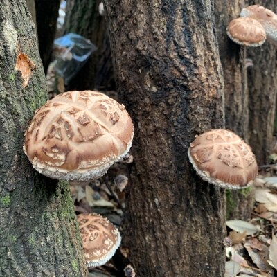 有機原木椎茸(薪室仕上げ) 『どんこ』　TF355