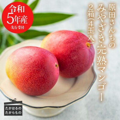 【令和5年産先行受付】太陽の恵み!原田さんちのみやざき完熟マンゴー(4玉)　特産品番号349