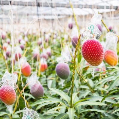 【令和5年産先行受付】太陽の恵み!原田さんちのみやざき完熟マンゴー(4玉)　特産品番号349