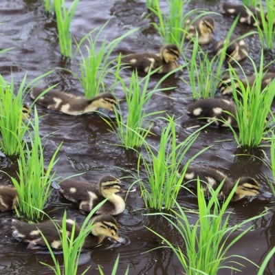 令和7年産 高原町産 無農薬合鴨米(玄米)5kg　TF424