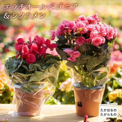 エラチオールベゴニア&シクラメン