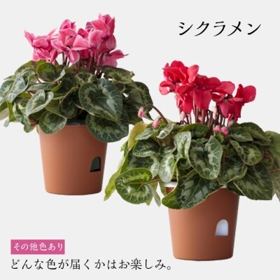 エラチオールベゴニア&シクラメン
