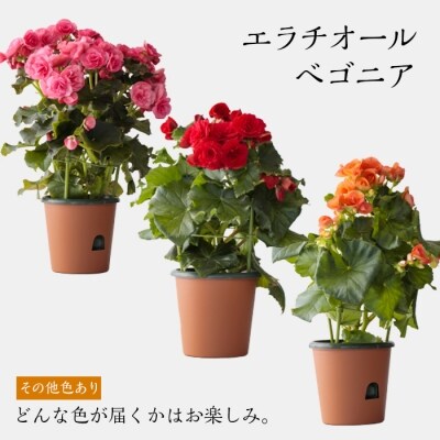 エラチオールベゴニア&シクラメン