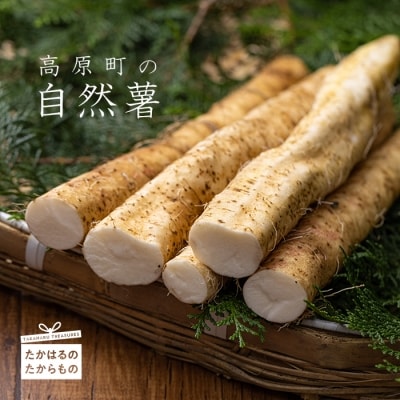 こだわり農法で育む高原町産 自然薯(1kg)　yr-503　