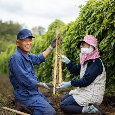 こだわり農法で育む高原町産 自然薯(1kg)　yr-503　