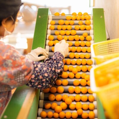 【期間限定】宮崎特産完熟きんかん「たまたま」“エクセレント” 贈答用1kg TF432